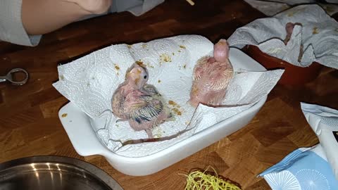 Cockatiel chick hand feeding