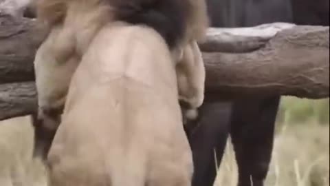 Buffalo fight back lion #Shorts #Animals