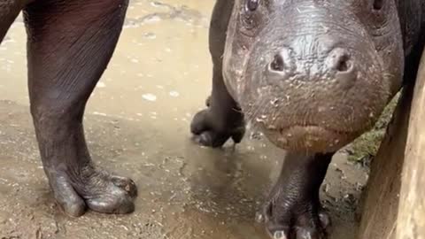 This little hippo is chasing the camera