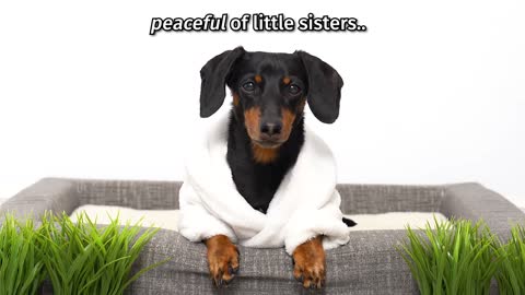 Crusoe Goes Zen with Petlibro Water Fountain - Cute Dachshund Video