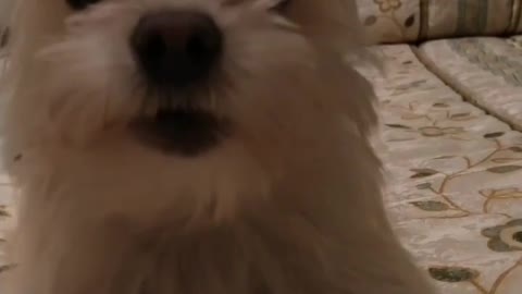 Extremely cute puppy barking