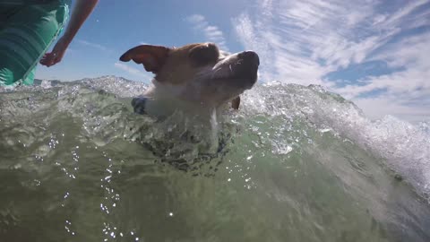 Cute Doggies learning to swim