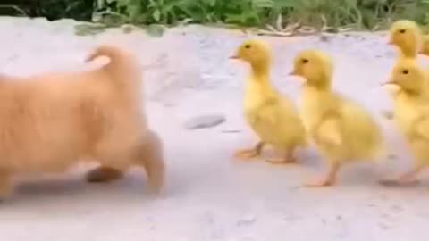 The ducklings must think the dog is its mother. Follow him wherever he goes. ,