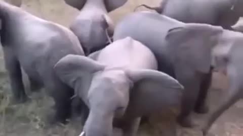 A Family of Elephants See a Lion and Form a Circle to Protect Their Children