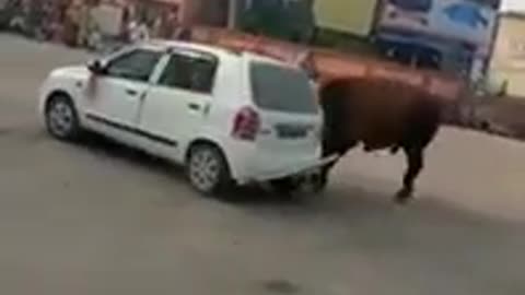 Bull fight in car