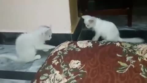 Cute cat funny fight