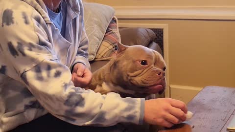 Micro American Bully Stealing Food