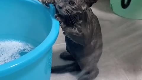 Cat is going for a Bath with funny moment capture in camera.