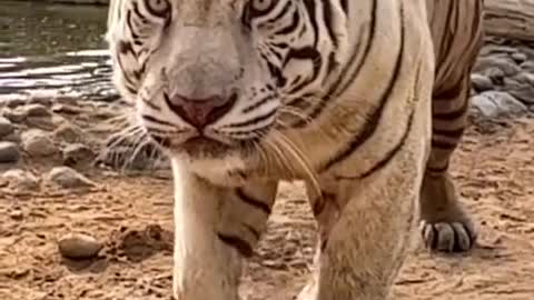 Animal World # Visual shock # Highlights # Tiger