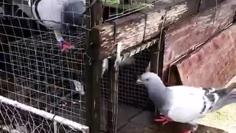Bird Trap, birds cage, pigeon trap