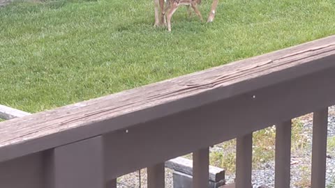 Baby deer is reunited with mother after a long day of being alone