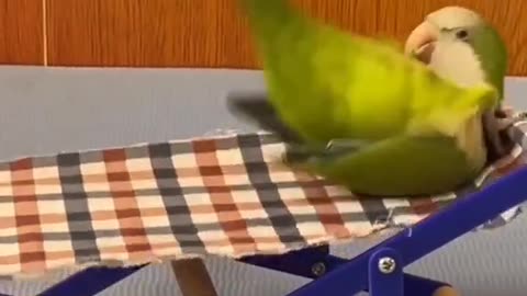 Funny parrot full entertainment reels।