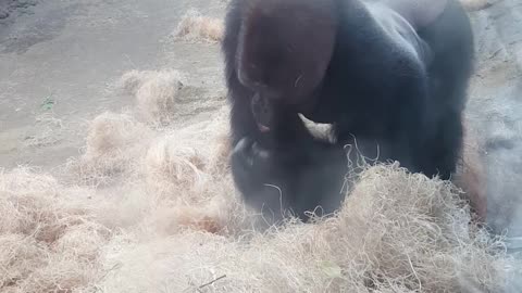Boston Zoo Gorilla Attacks!