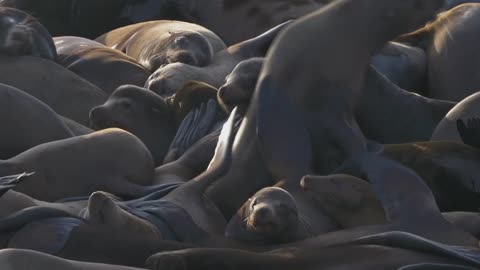 Cute Seal Pups Playing: Adorable Animals That'll Make Your Day.