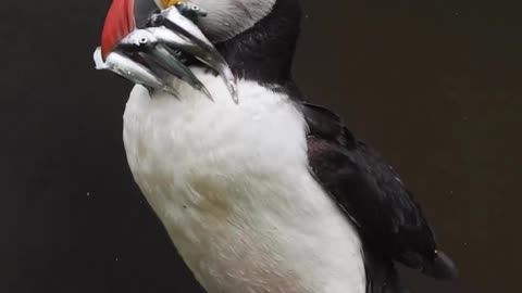 "From Ocean to Plate: Discover the Delectable Delights of the Puffin's Rainy Day Feast!"