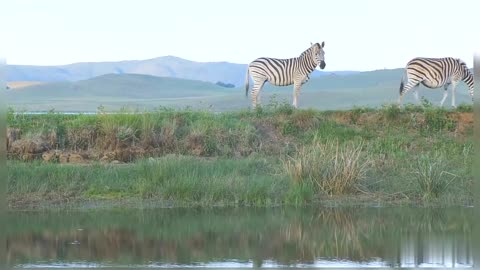 Zebras Zebras Eating Grass In Field Near Lake Zebra Wildlife Nature Zebra Animals