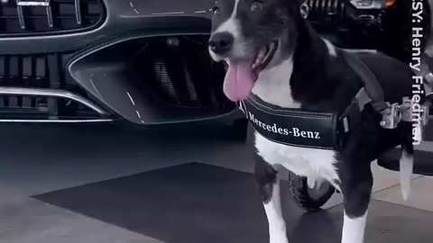 Watch! Rescue dog gets its own wheelchair from Mercedes-Benz _ IKN Snaps