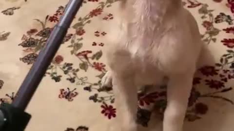 Dog Argues With a Selfie Stick