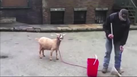 funny goat screaming laughing