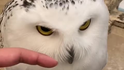 Cute Eagle