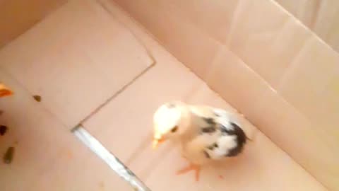 Chicks | love to watch | lovebirds
