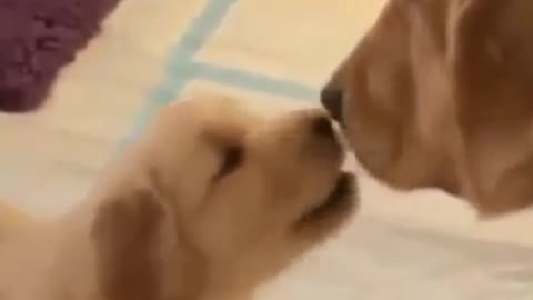 Funniest & Cutest Labrador Puppies #2 || Funny Puppy Videos 2021