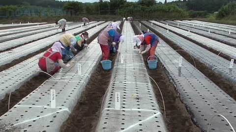 Japan Garlic Farm and Harvest - Amazing Japan Garlic Agriculture Technology Farm