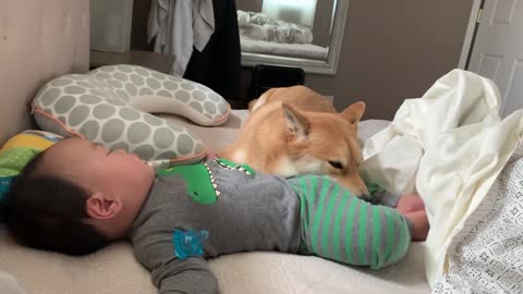 caught my dog napping on baby!