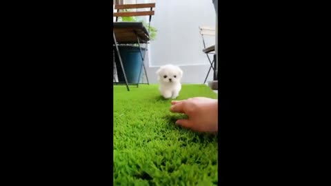 Teacup bichon frise and Toy poodle video Cutest and lovely puppy
