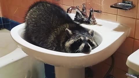 Pet raccoon learns how to makes herself a bath