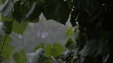 Music for Reading With Rain