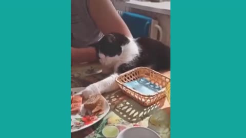 New Funny Videos 20223😂 Cutest animals Doing Funny Things.