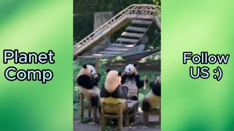 Pandas Enjoying Life