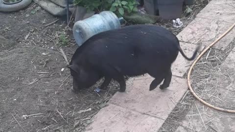 Catch the pig