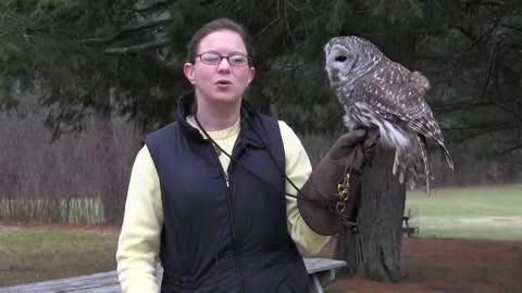 Great Horned Owl hooting Black-backed owl