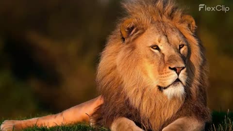 Diverse world of lions | Amazing captions | Beautiful lions from all over the world