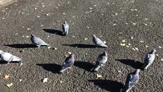 Pigeons at a shrine Japan