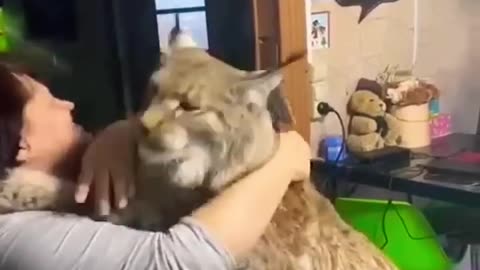 Lynx Cat 😍😍😍