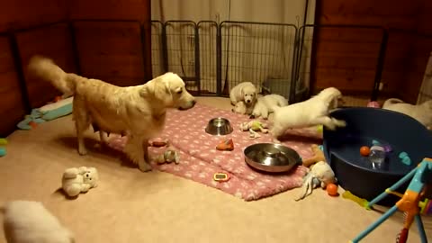 Golden Retriever Mum educating her puppies aged 7 weeks