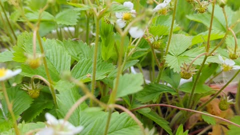 Woodland strawberry blossom