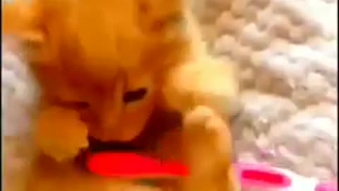 Cute Animal Video