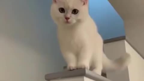 Cat short video, best cat funny video