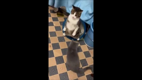 📹 Funny animals - Funny cats / dogs - Funny animal videos 2023