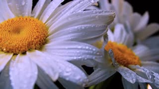 The Most Beautiful Flowers Collection 8K ULTRA HD / 8K TV