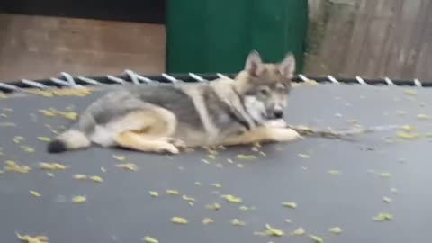 Wolf pup jumping on the trampoline