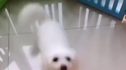 Dog dancing for music