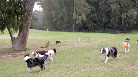 My beautiful dogs playing outside the house it's amazing and heart-warming