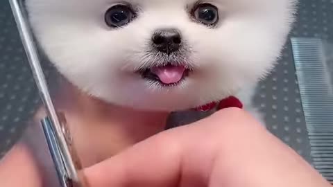 Cute dog hair cut🐐