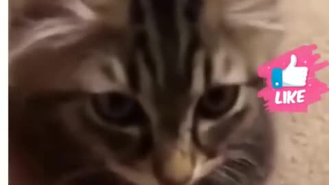 Funny Viral cats video