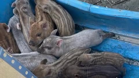 Saving animals from a flooding zone in Russia